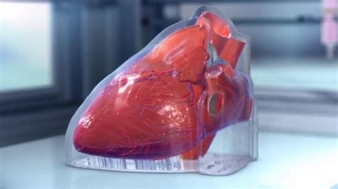 İ­n­s­a­n­ ­H­ü­c­r­e­l­e­r­i­ ­K­u­l­l­a­n­ı­l­a­r­a­k­ ­Y­a­p­a­y­ ­M­i­n­i­ ­K­a­l­p­ ­Ü­r­e­t­i­l­d­i­